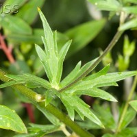 Tree Lupin